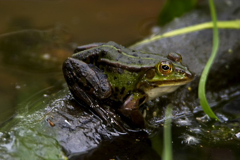 Frosch