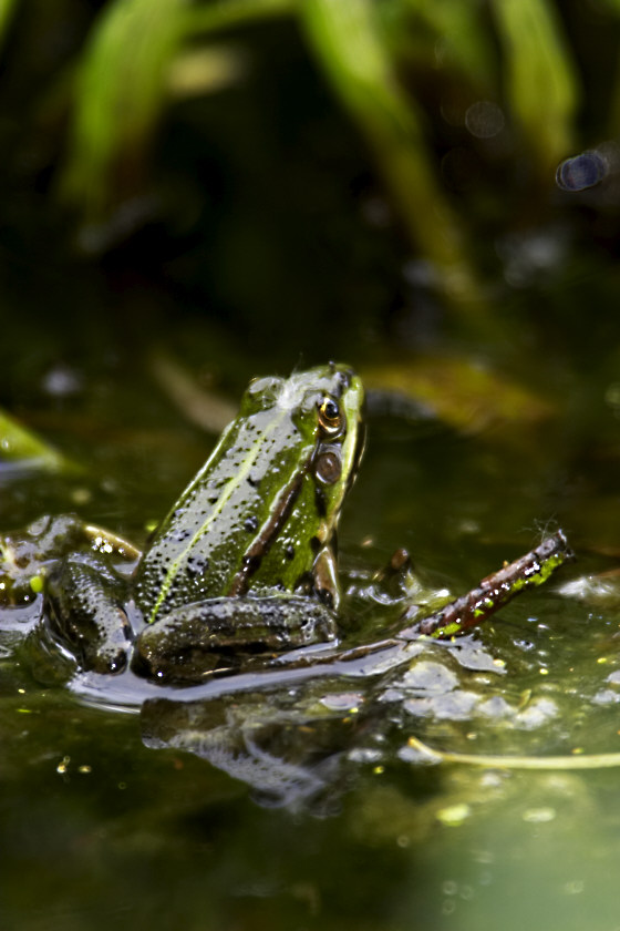 Der Frosch