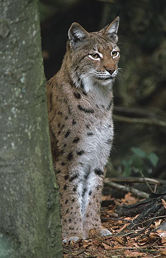 Luchs ZO