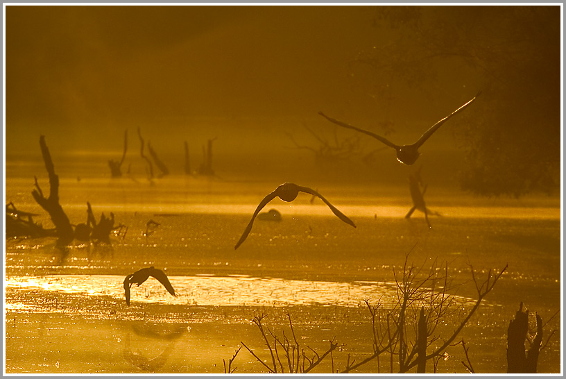 Morgenstimmung in der Rheinaue Walsum