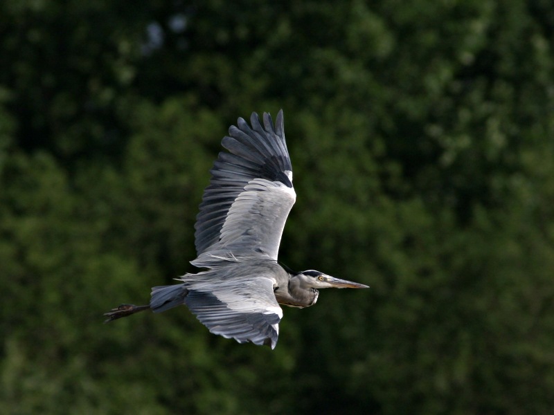 Reiher im Flug