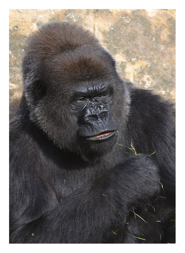 Gorillaportrait ZO