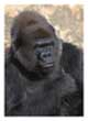Gorillaportrait ZO