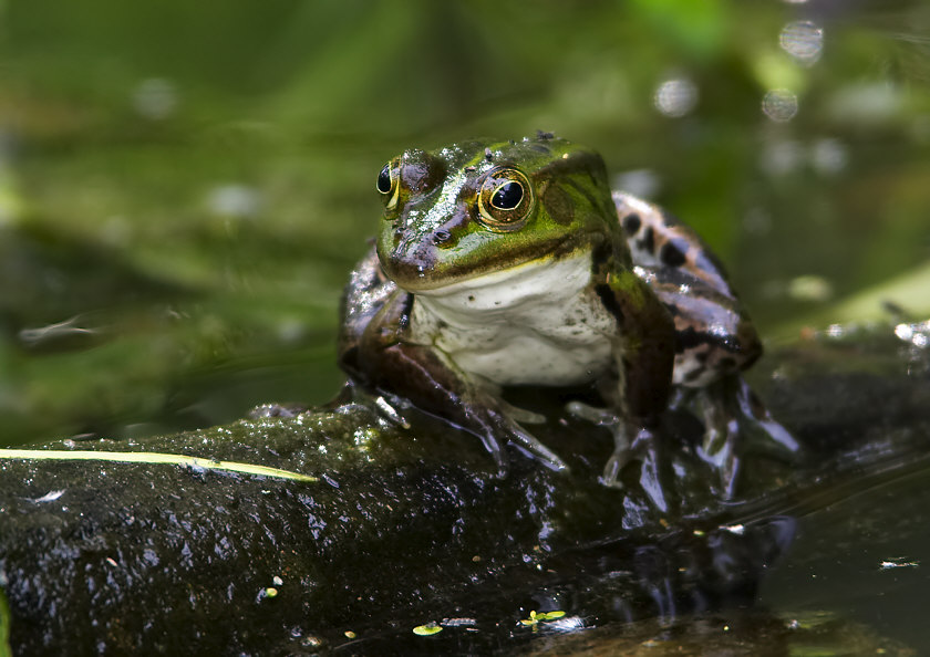 Wasserfrosch [ND]