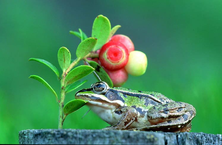 Frosch mit Preisselbeeren