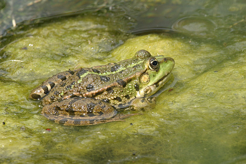 Teichfrosch