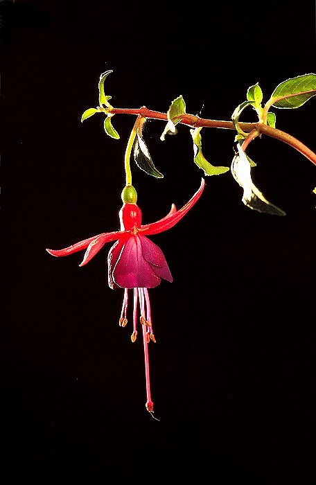 Fuchsie