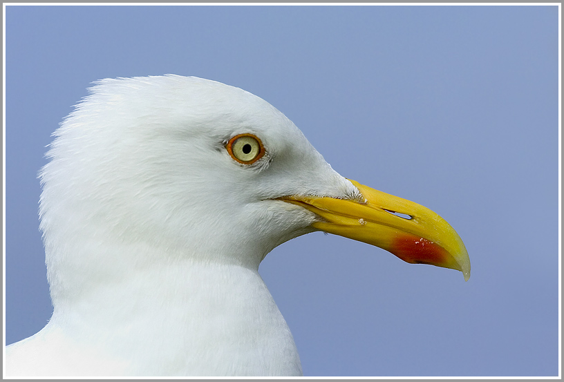 Silbermöwe (Larus argentatus), Texel, Niederlande