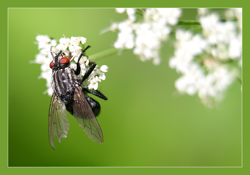 Sarcophaga carnaria