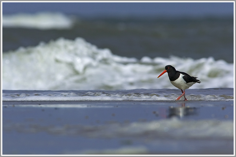 Austernfischer (Haematopus ostralegus), Texel, Niederlande