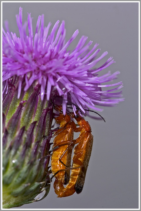 Roter Weichkäfer (Rhagonycha fulva)