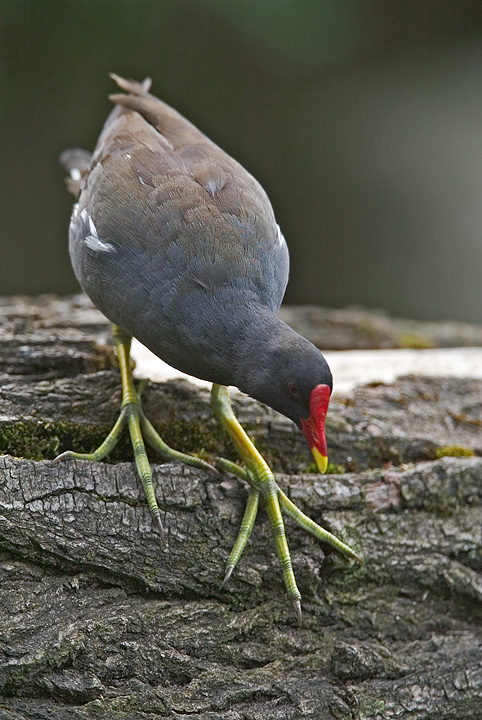 Teichhuhn