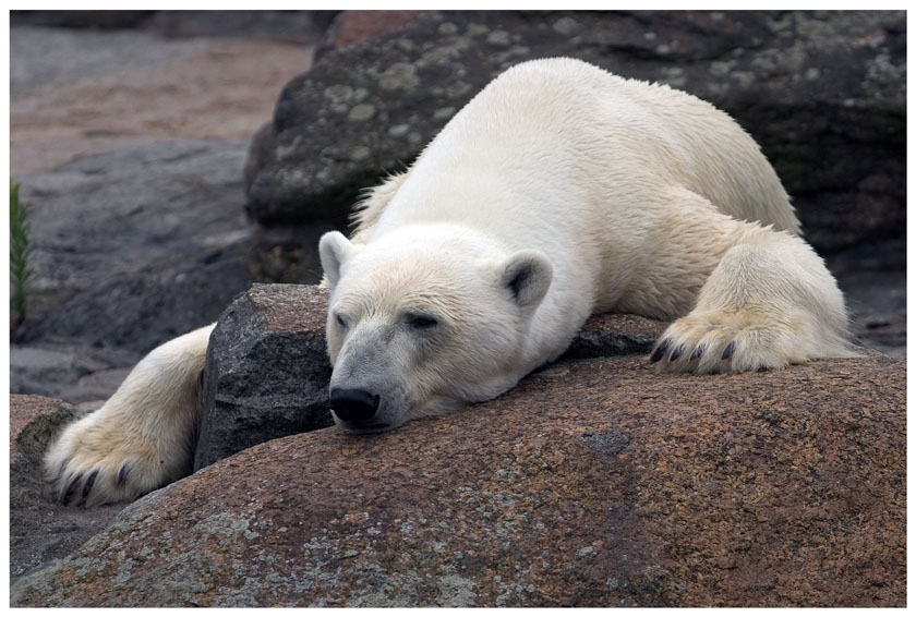 Eisbär (ZO)