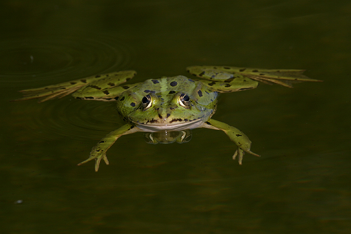 Frosch ND