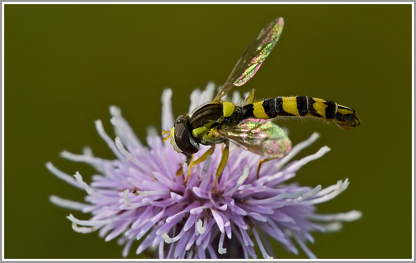 Schwebfliege