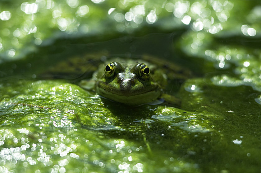 Wasserfrosch [ZO ?]