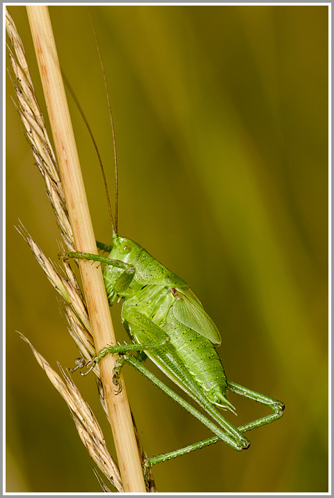 Grünes Heupferd (Tettigonia viridissima)