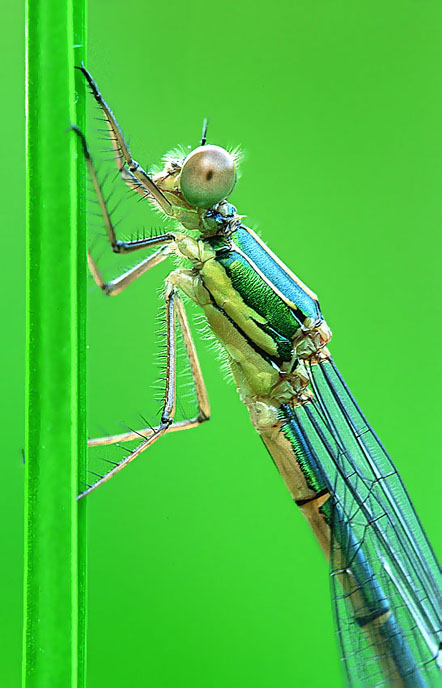 Libelle KD
