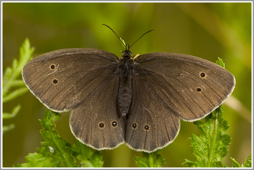 Brauner Waldvogel (Aphantopus hyperantus)