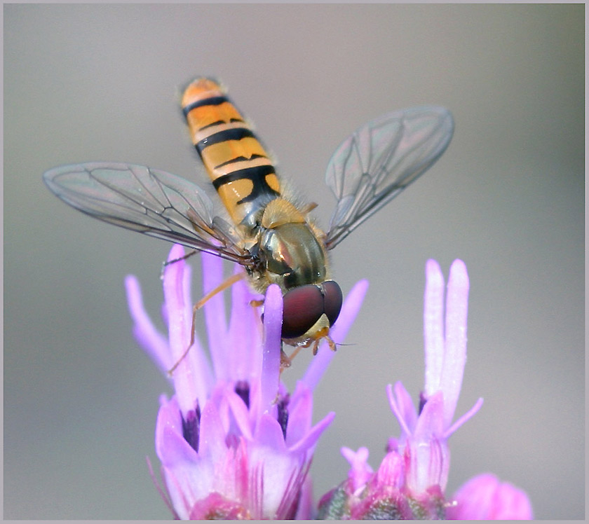 Schwebfliege ND