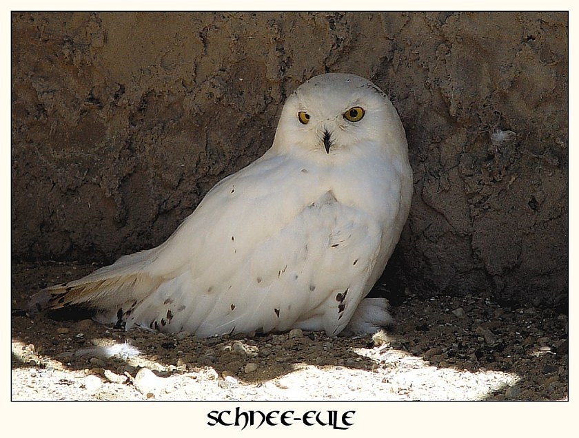Schnee-Eule