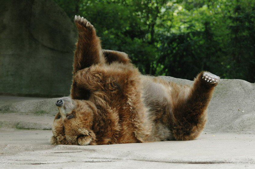 Braunbär ...und jetzt alle Füße hoch...  ZO