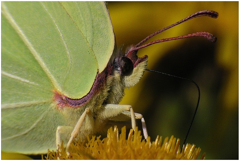 Zitronenfalter Makro ND