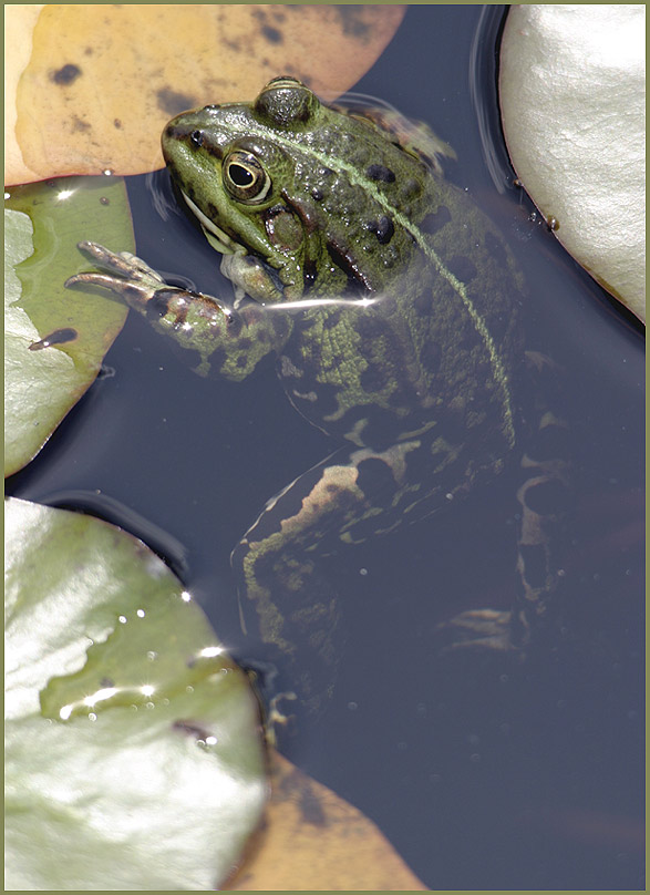 Teichfrosch ND