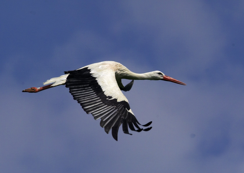 fly by