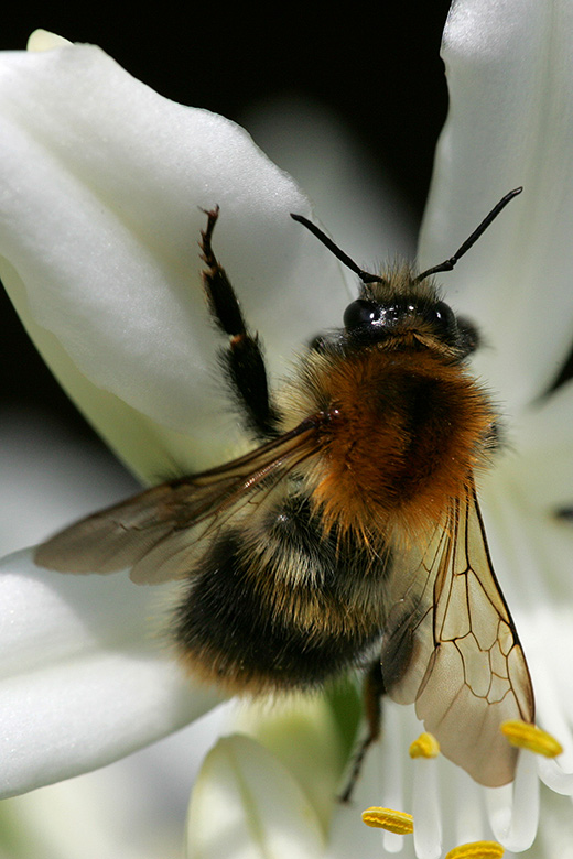 Hummel