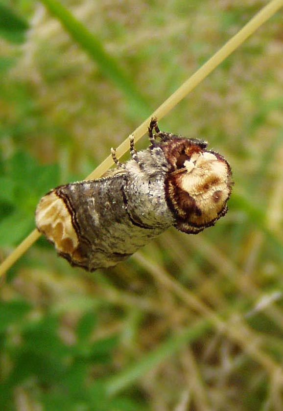 Mondvogel