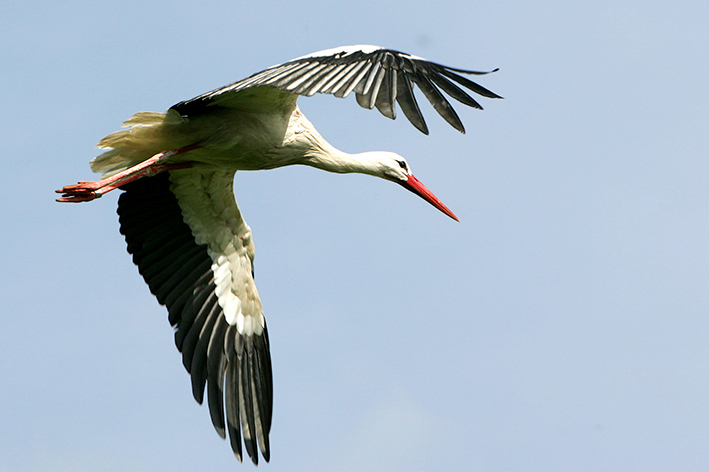 Storch