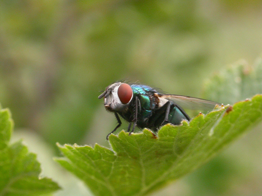 Schmeißfliege, ND