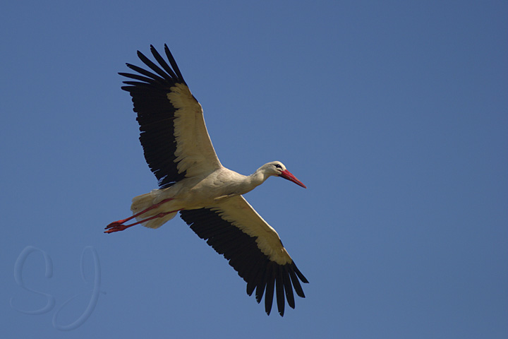 flugstudien