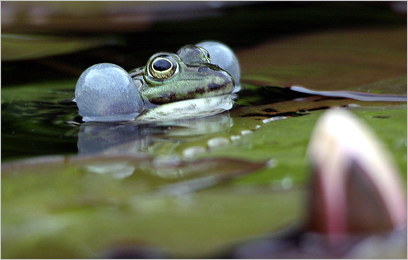 Teichfrosch ND