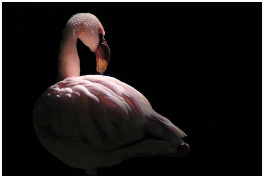 Flamingo ZOO