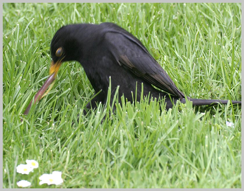 Amsel ND