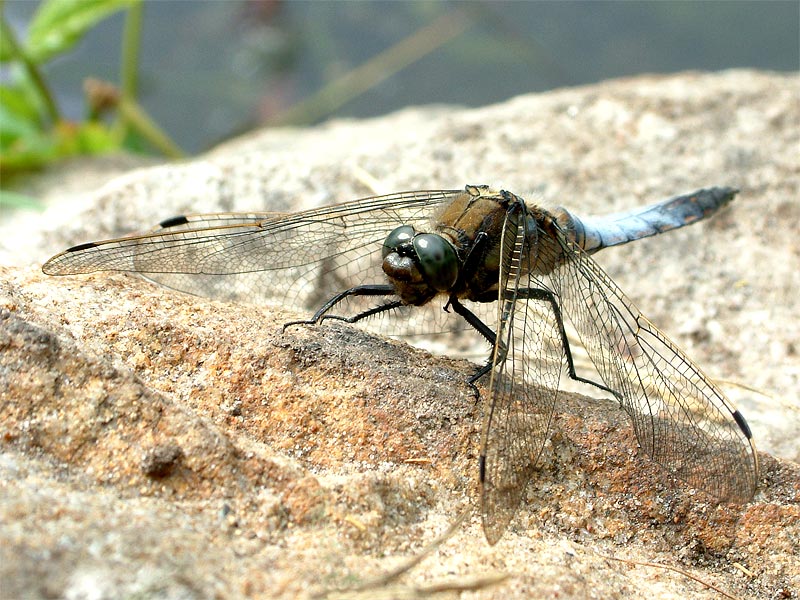 Großer Blaupfeil ND