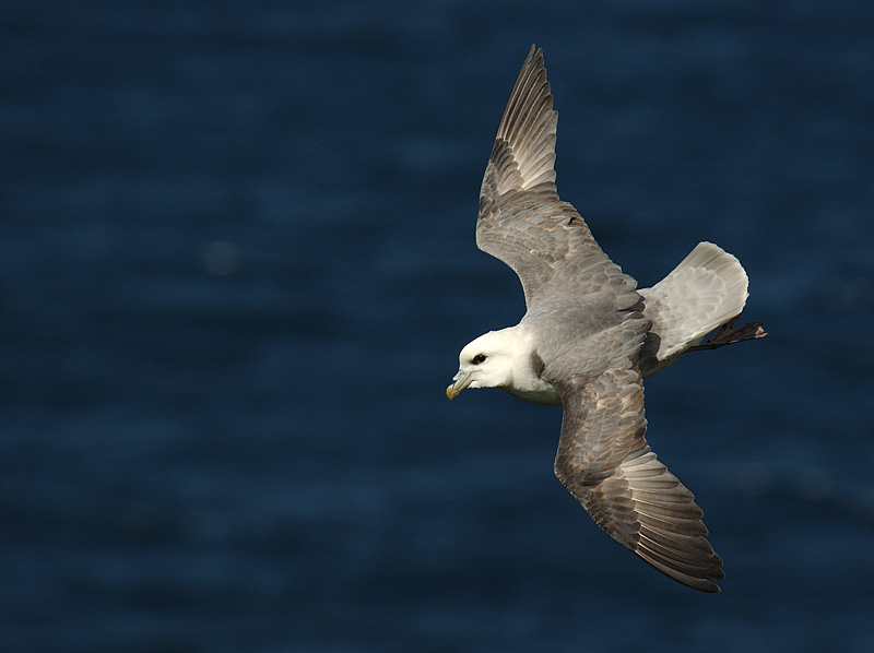 Eissturmvogel