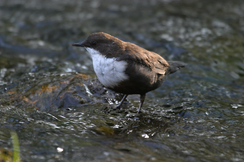 Wasseramsel    (ND)