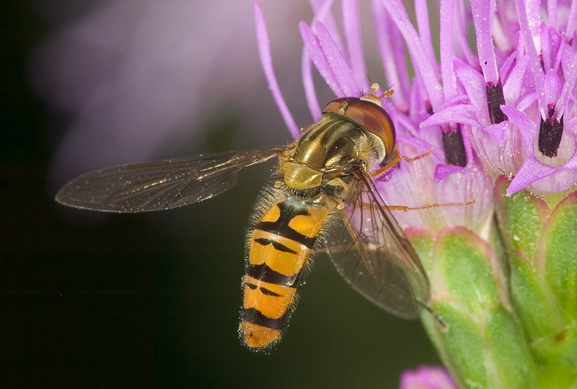 Schwebefliege