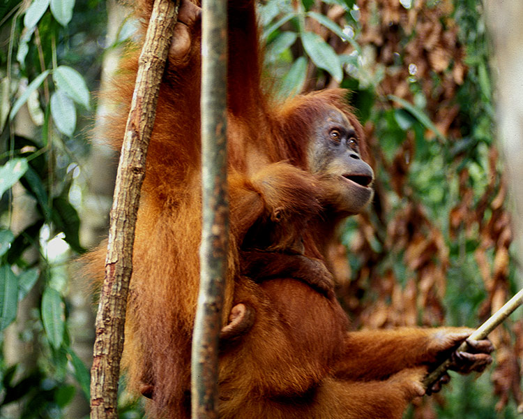 ND Orang Utan-Mutter