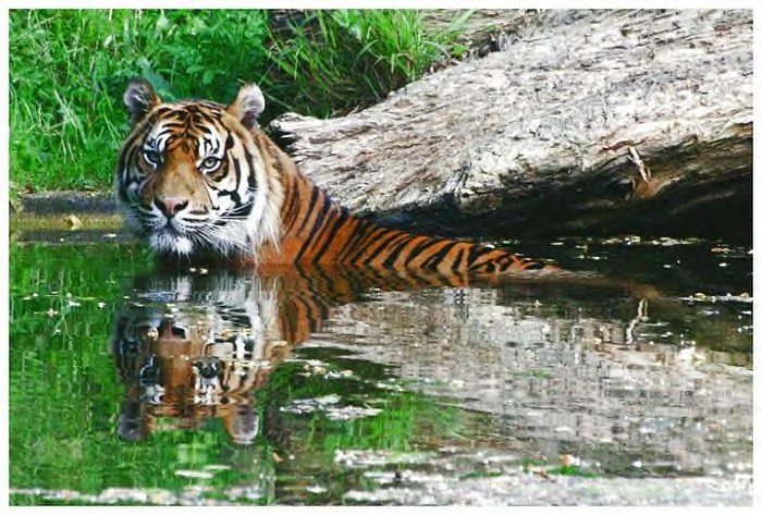 Sumatra Tiger
