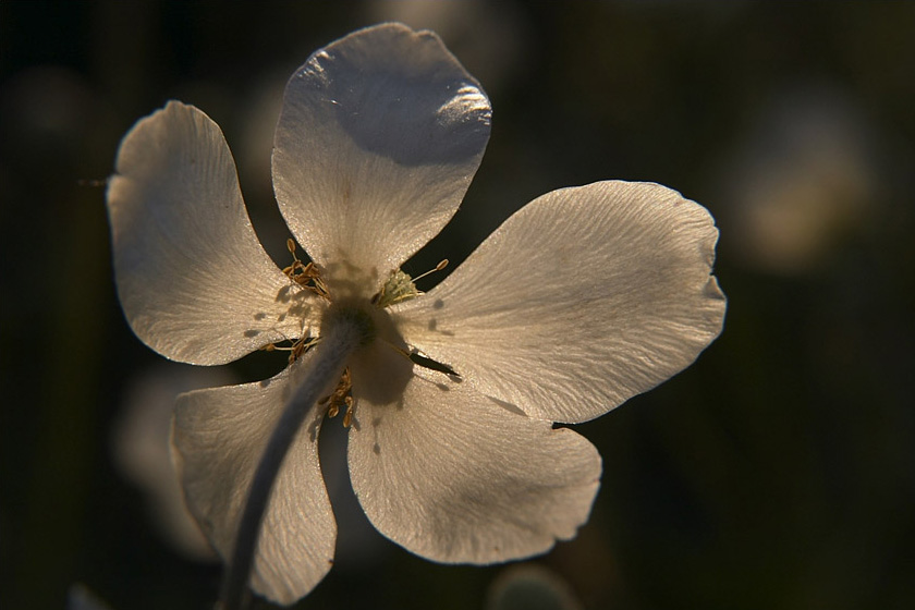 ND: Islandmohn