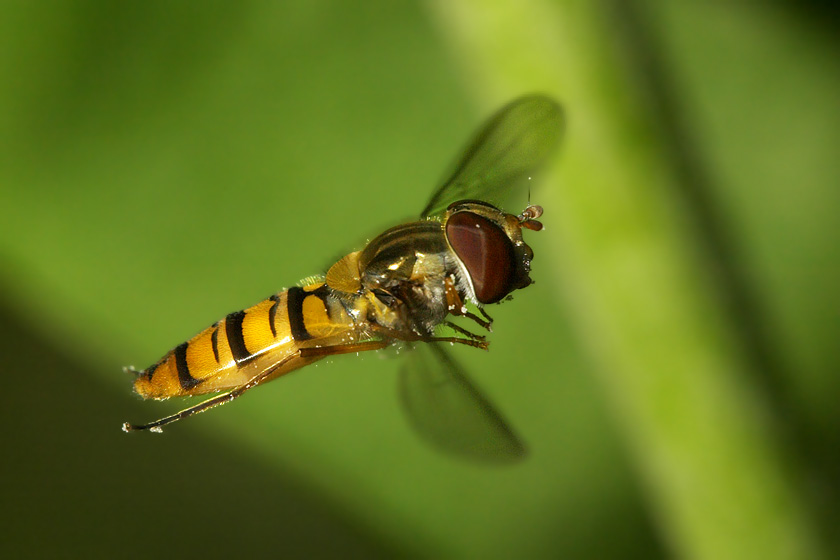 Schwebefliege [ND]