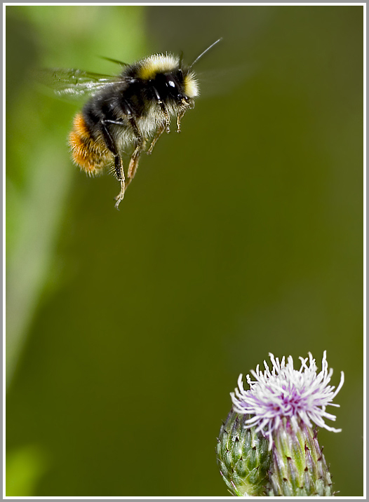 Erdhummel (Bombus terrestris)