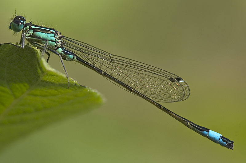 Große Pechlibelle - Ichnura elegans ND