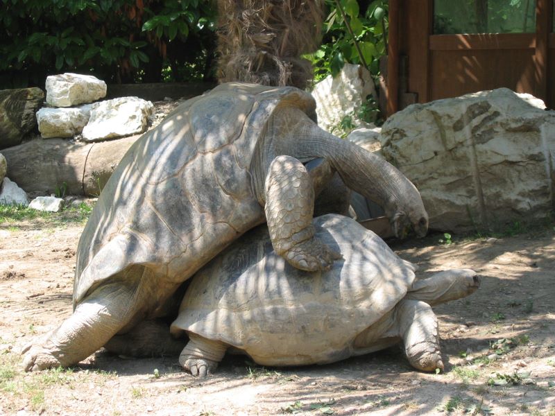 Liebesspiel der Giganten
