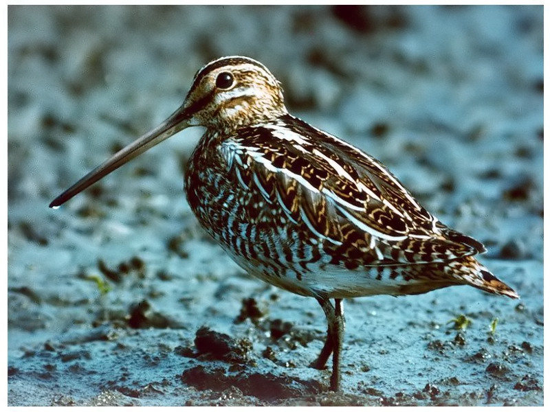 Bekassine (Gallinago gallinago) ND