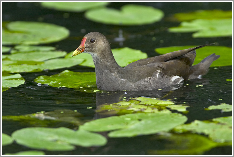 Teichhuhn (Gallinula chloropus)